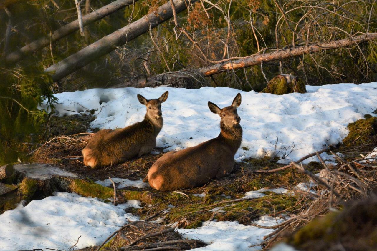 Voss Lodge Rongastovo Dış mekan fotoğraf
